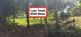 Jual tanah kebun murah gunung bunder pamijahan bgr