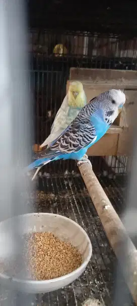 Parkit jumbo sepasang