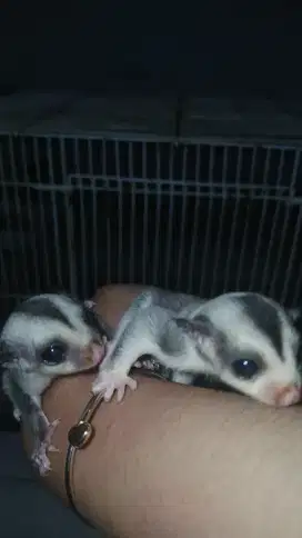 Sugar glder joey moza x grey sepasang