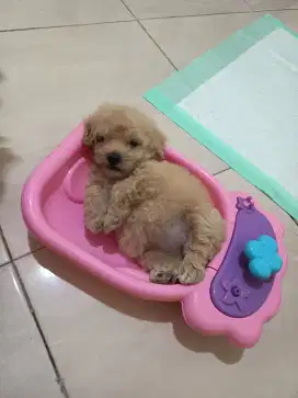 Anjing poodle betina 1.5bln