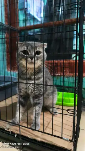 Kucing scottis fold