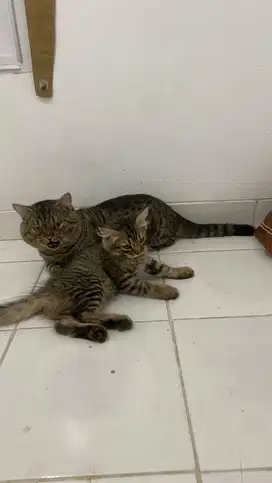 kucing mix bsh munchkin