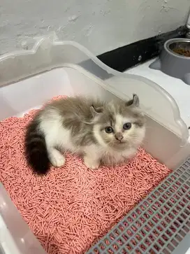 Munchkin kinkalow