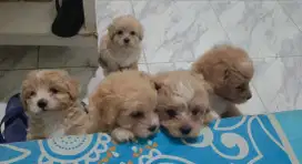 Jual anjing Matipo