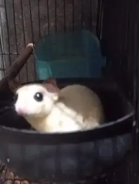 SUGAR GLIDER LEUCISTIC BETINA JINAK