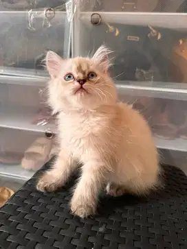 Himalaya ragdoll red point