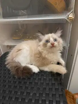 Ragdoll simetris Jantan