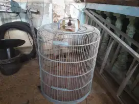 Kandang burung murai