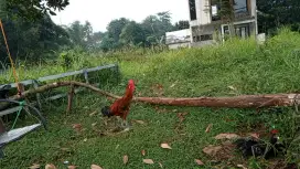 Ayam pelung cianjur