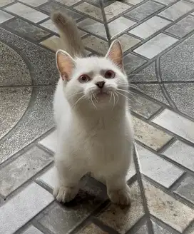 Kucing munchkin british short hair bsh british shorthair