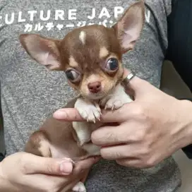 Jual Chihuahua Betina
