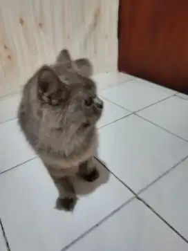 Kucing persia jangan full Abu ,, usia 10-11 bulan