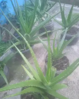 Lidah buaya siap jual