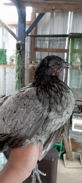 Ayam Blue Sumatra Betina