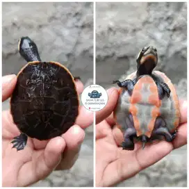 Kura kura dada merah