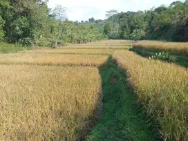 Tanah sawah pinggir jalan cocok untuk investasi atau bikin villa