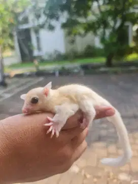 Sugar Glider Leucistic