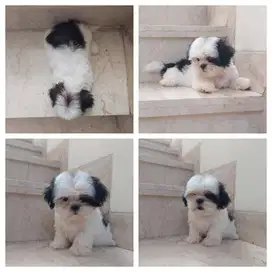 JUAL PUPPIES SHIH TZU