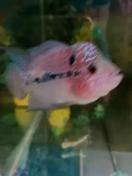 Ikan louhan SRD