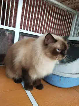 Jasa grooming panggilan cat&dog jakarta dan tanggerang