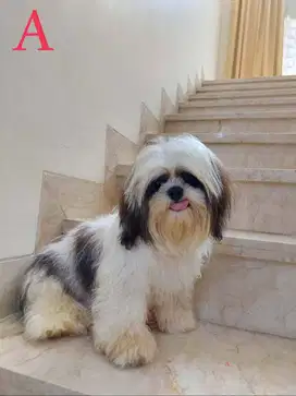 JUAL ANJING SHIH TZU JANTAN.