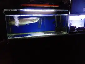Jual aquarium dan ikan arwana