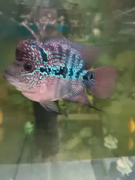Ikan louhan SRD