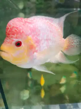 Ikan louhan golden base