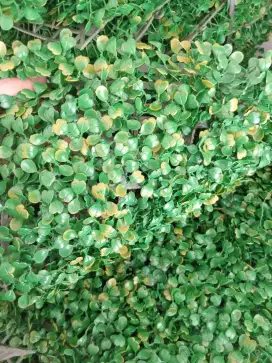 Daun dolar 60×40