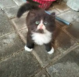 Adopt kucing flatnose gemoy