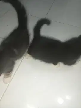 Kucing Anggora Jantan Marbel kucing anakan lucu