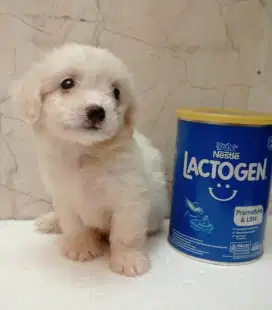 Maltese Puppy Lily