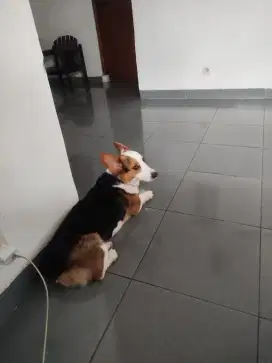 INDUKAN CORGI BETINA 4 THN LENGKAP SURAT ANGGUN BANGET