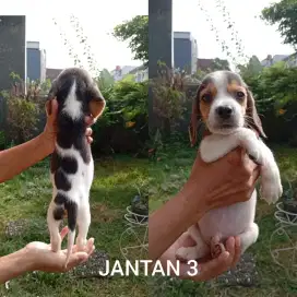 Jual anjing Beagle
