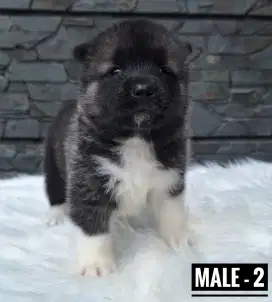 Jual anjing akita