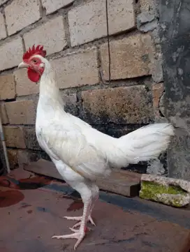 Ayam kampung putih jantan remaja umur 4-5 bulan