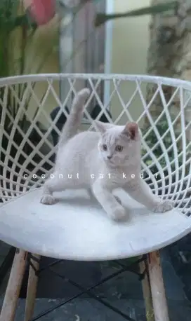Kucing British short hair betina/bsh/Scottish