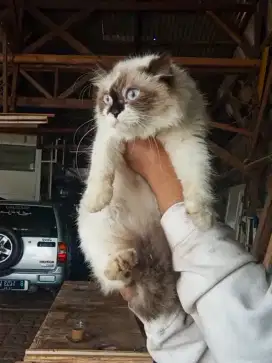 Kucing Himalaya mix Ragdoll betina