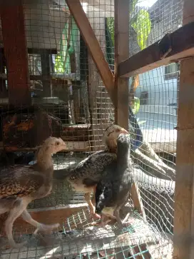 Anak ayam Birma telur hijau