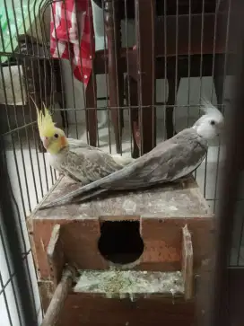 Indukan Burung parkit Australia