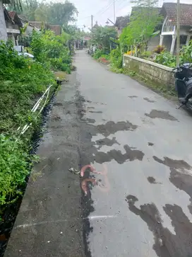 TANAH DEKAT SMA 1 NEGRI TURI SLEMAN JOGJA