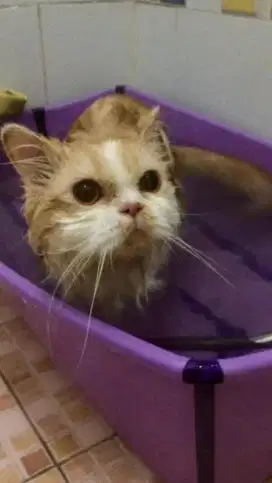 Grooming kucing panggilan