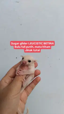 Sugar glider sg betina leucistic full putih