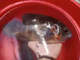 Ikan Oscar sepasang