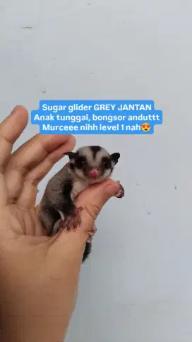 Grey sg jantan sugar glider anak tunggal ayam kandang ikan bibit baju