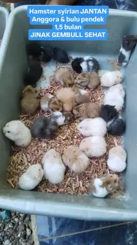 Hamster syirian anggora bulu pendek kandang aksesoris bayi rental sewa
