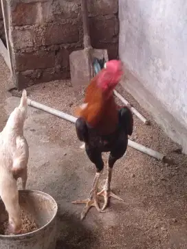Ayam Bangkok plaker x mangon