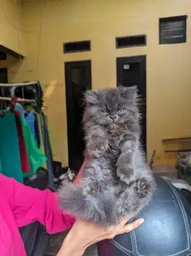 Lepas adopsi kitten flatnose jantan usia 2,5 bulan
