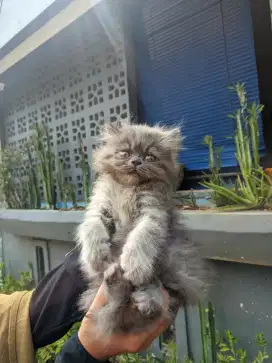 Lepas adopsi kitten flatnose betina 2,5 bulan