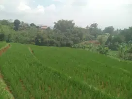 Sawah akses mobil sampai lokasi